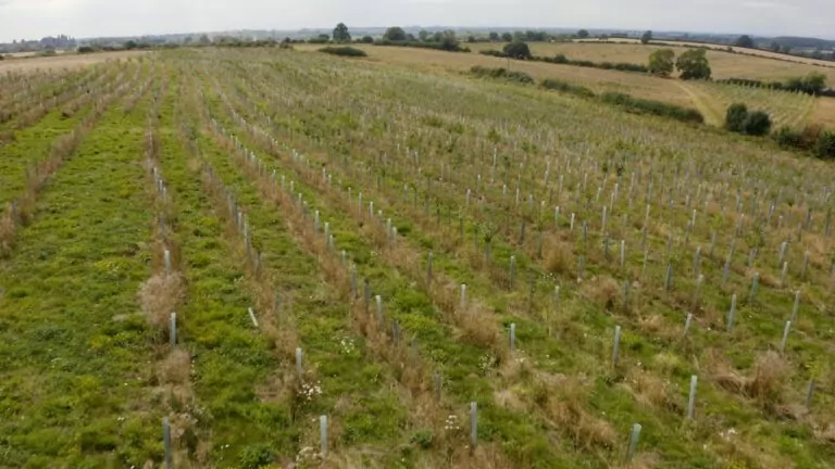 aerial view of tree shelters in a field