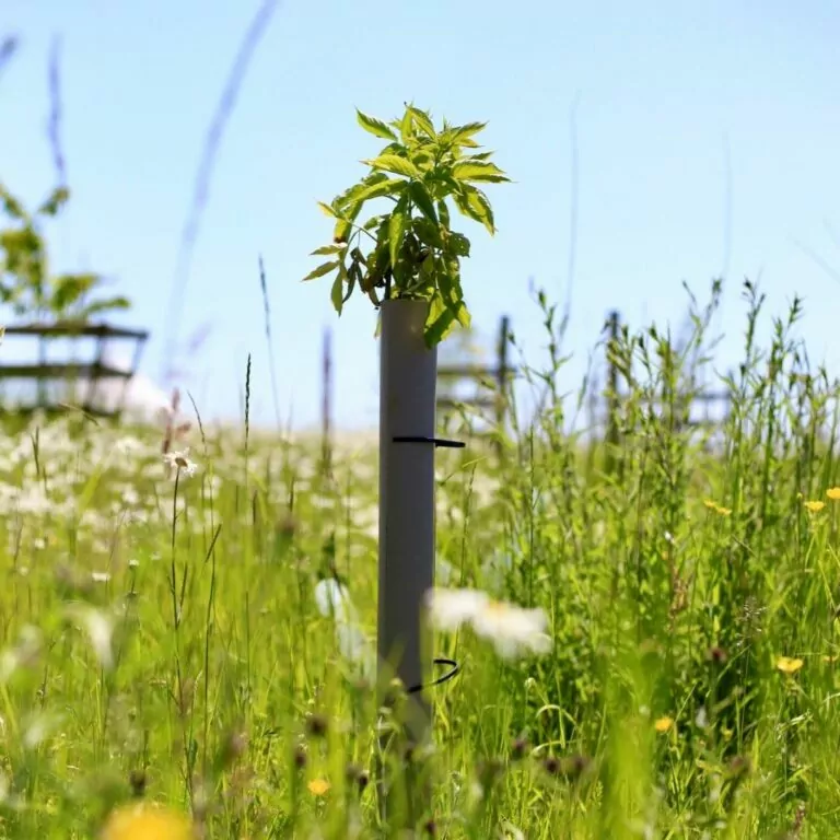 young tree growing through vigilis bio tree shelters