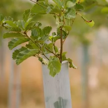 vigilis tree shelter