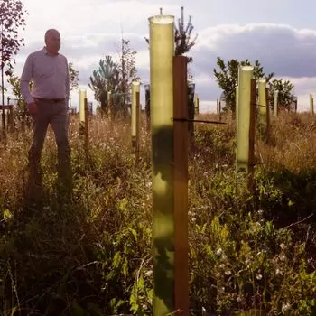Man walking in field of tree shelters