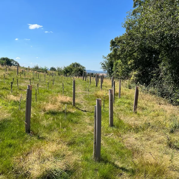 A cluster of biodegradable tree shelters