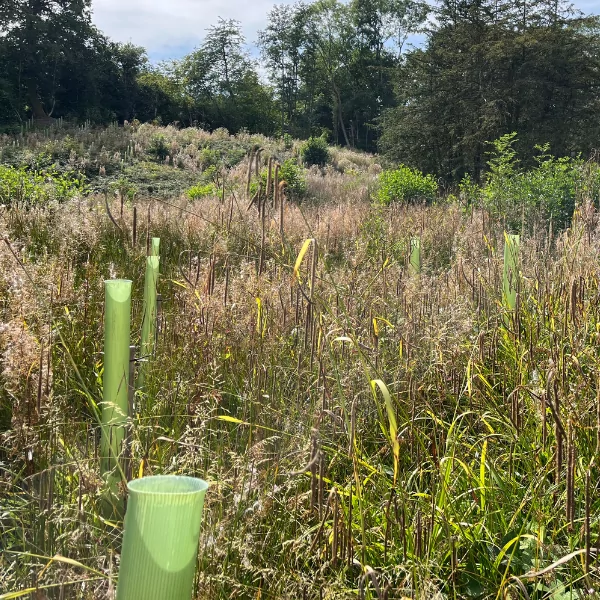 Vigilis tree shelters in malvern