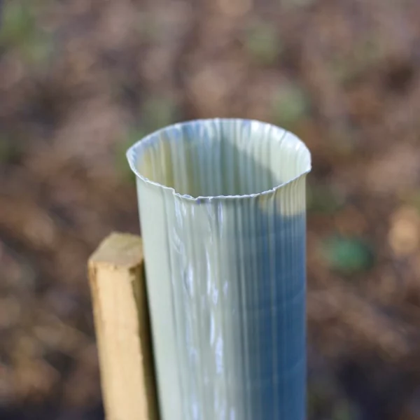 Vigilis Tree Shelters at Spains Hall Estate