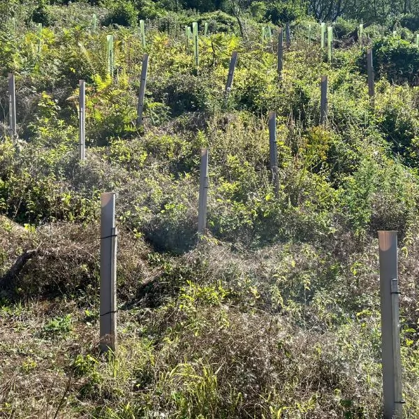 Vigilis Bio biodegradable tree shelters in the uk