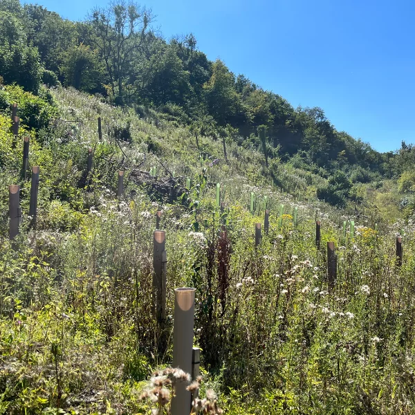 Hillside in stonehouse with planted vigilis tree shelters