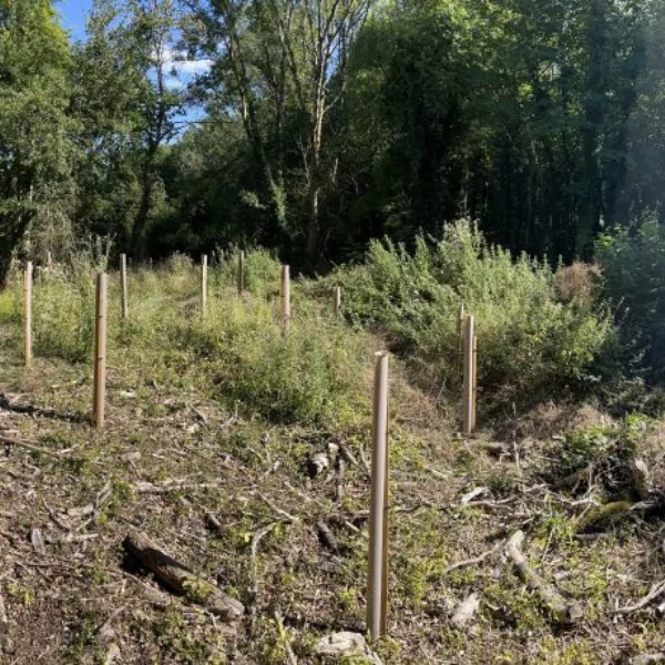 Panoramic view of vigilis tree shelters