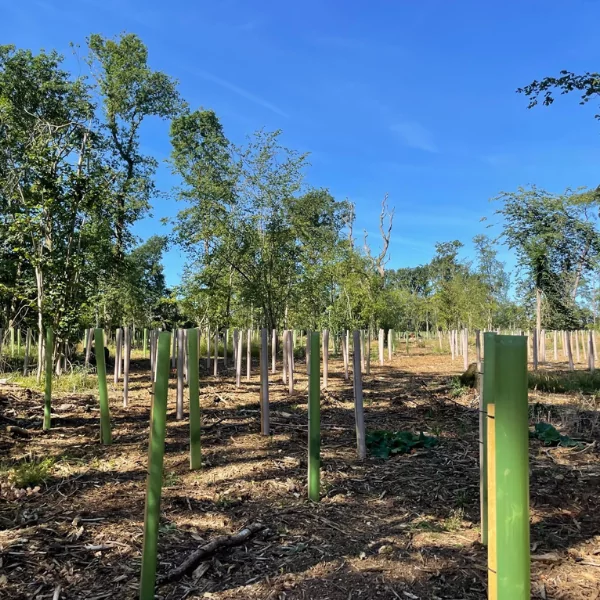 A sunny field of vigilis tree shelters