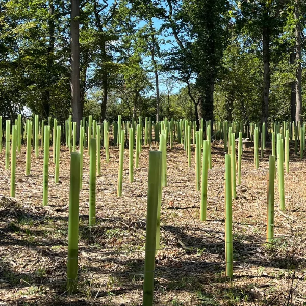 vigilis tree shelters in the cotswold