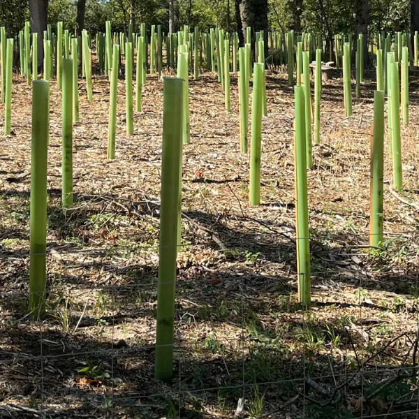 Vigilis standard tree shelters onsite in the cotswolds