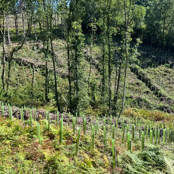 A hillside in newport wales with vigilis tree shelters