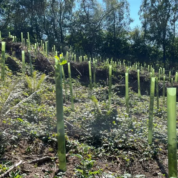 A hillside in newport wales with vigilis tree shelters