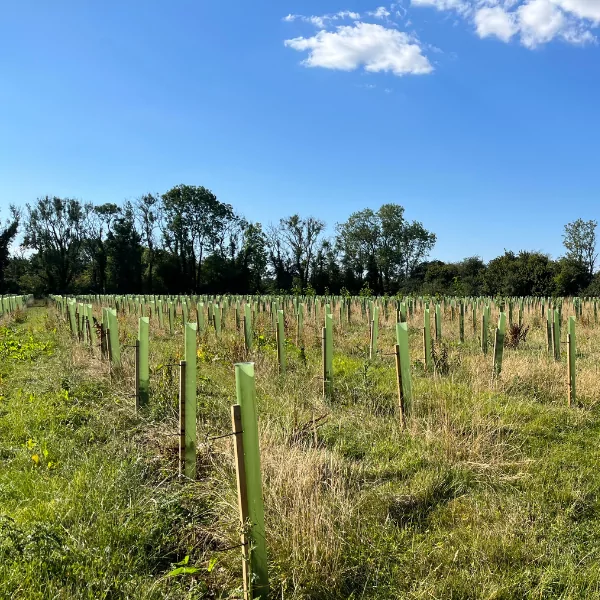Vigilis standard tree shelters at an exposed site in wiltshire