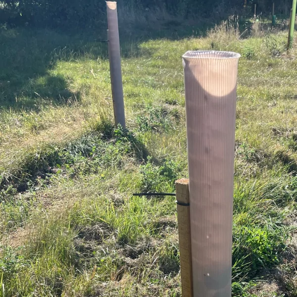 Vigilis bio tree shelter on an exposed site in wiltshire