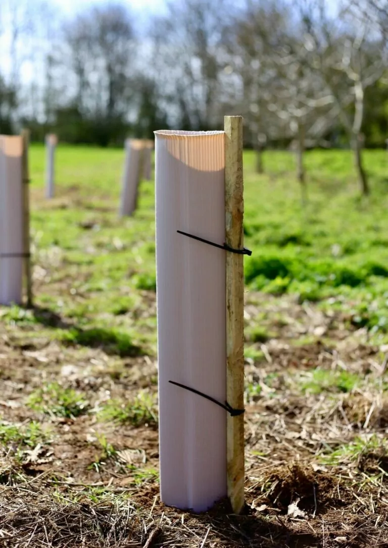 biodegradable tree shelter