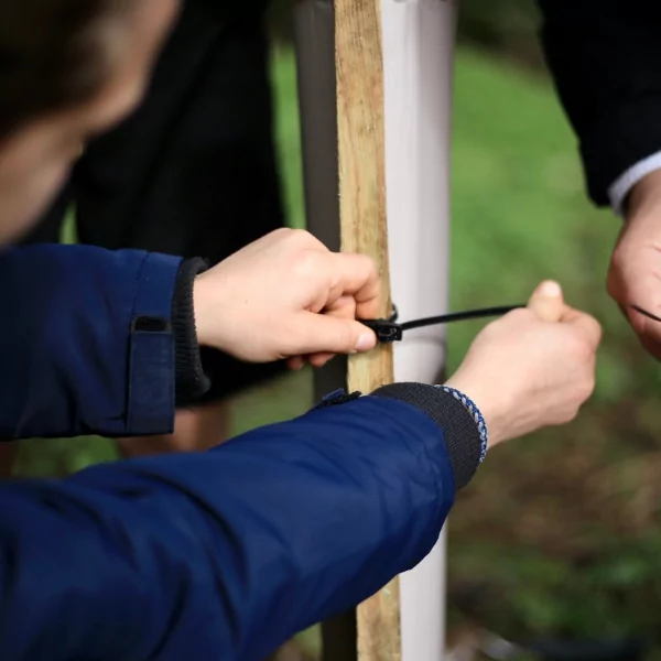 a child fixing a cable tie to a biodegradable tree shelter