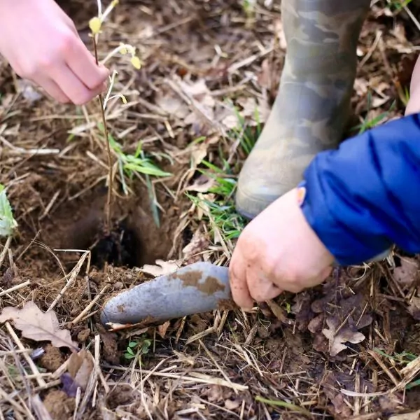 children planting a sapling tree in the ground at a local park before adding a tree shelter and stake