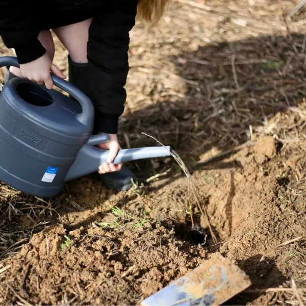 a child watering a cherry tree that has just been planted