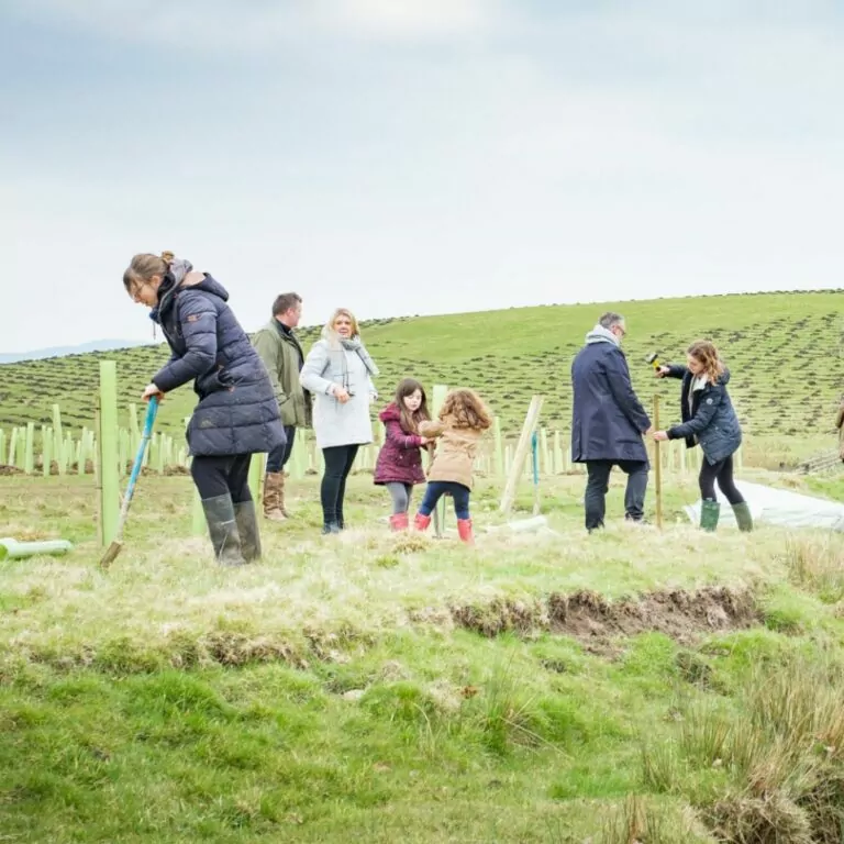 Aerial shot of Vigilis tree shelters at Broughton Hall Estate Tree Shelters