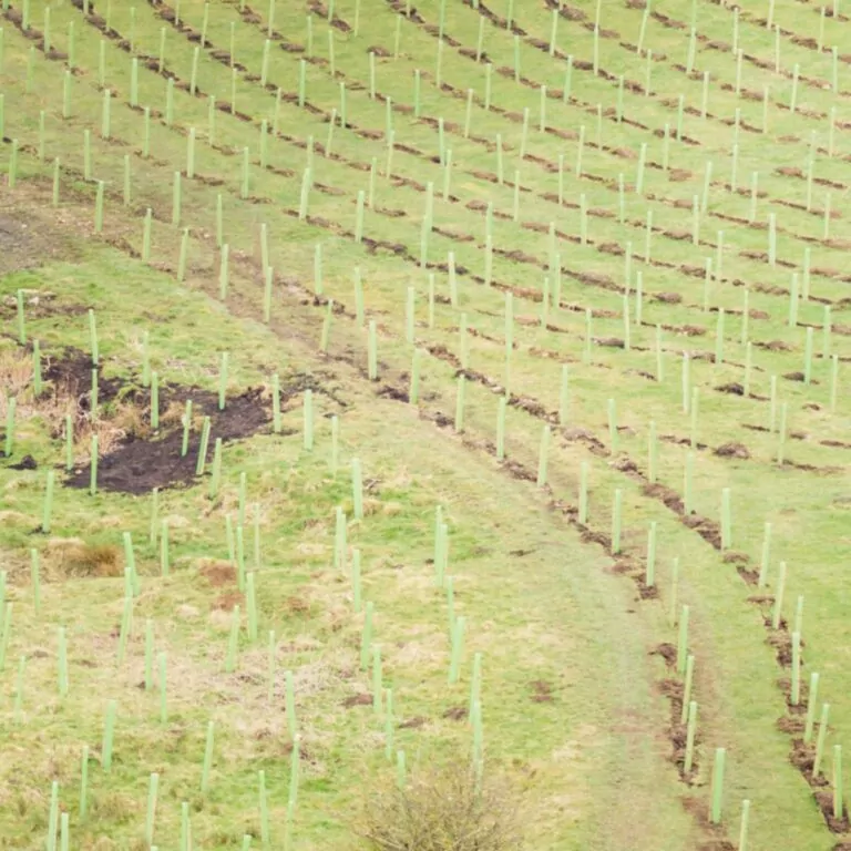 Aerial shot of Vigilis tree shelters at Broughton Hall Estate Tree Shelters