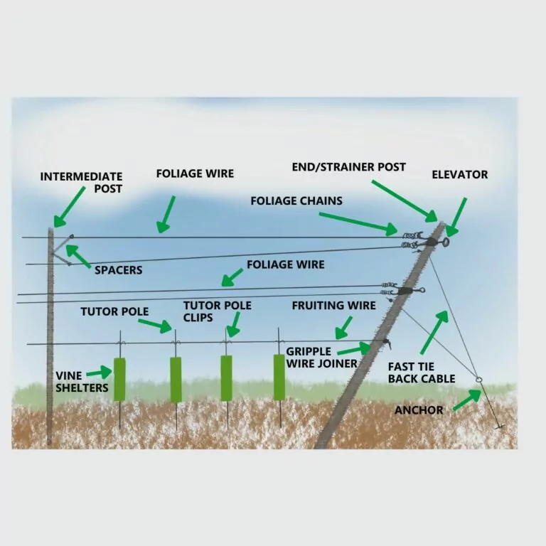 https://cms.vigilistreeshelters.com/app/uploads/2023/06/Viticulture-trellis-system-1-768x768.jpg