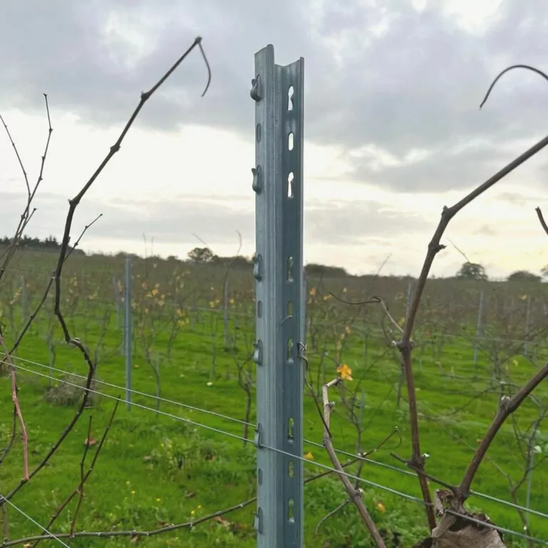Vine Post in an english vineyard